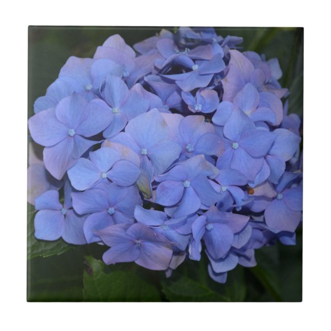 Azulejo De Cerâmica Roxo Roxo Hidrangea macrofilla (Frente)