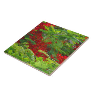Azulejo De Cerâmica Royal Poinciana