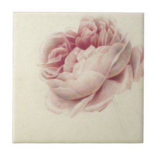 Azulejo De Cerâmica Roze Roos (1792) - Eterno Vintage Arte Botânica