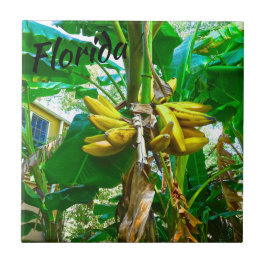 Azulejo De Cerâmica Rua Augustine, Flórida, Flórida, de Árvore de Bana