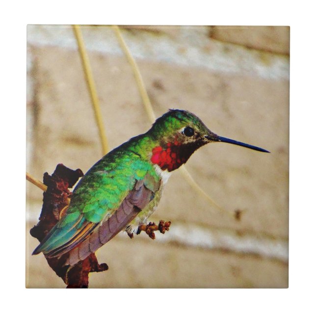 Azulejo De Cerâmica Ruby Green Hummingbird (Frente)