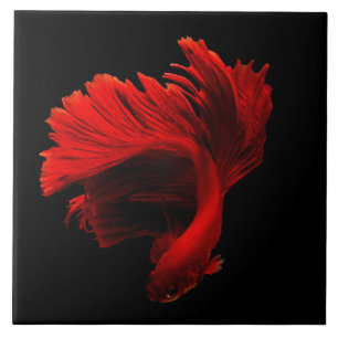 Azulejo De Cerâmica Ruby Red Siamese Fighting Fish