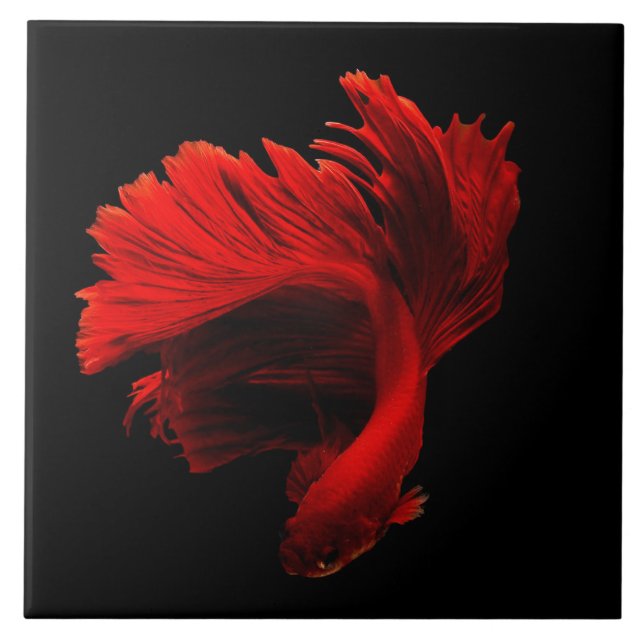 Azulejo De Cerâmica Ruby Red Siamese Fighting Fish (Frente)