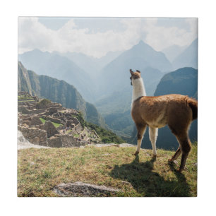 Azulejo De Cerâmica Ruínas de negligência do lama Machu Picchu, Pe