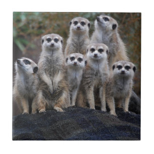 Azulejo De Cerâmica Safari animal África Suricate bonito de Meerkat