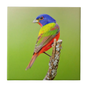 Azulejo De Cerâmica Safiordo-pintado (Passerina ciris) Macho Empoleira