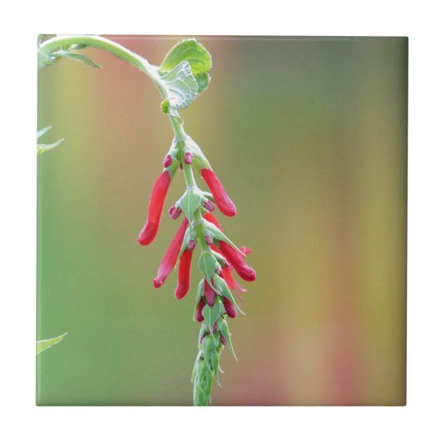 Azulejo De Cerâmica Sage Bloom de Abacaxi (Frente)