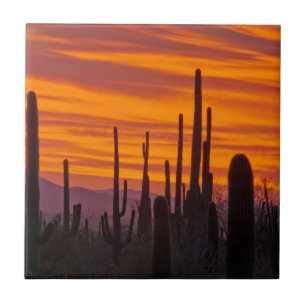 Azulejo De Cerâmica Saguaro, pôr do sol, Parque Nacional Saguaro