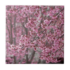 Azulejo De Cerâmica Sakura Cherry Blossoms Fluindo Rosa
