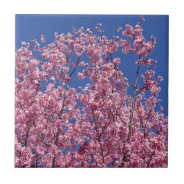 Azulejo De Cerâmica Sakura Cherry Blossoms No Azul