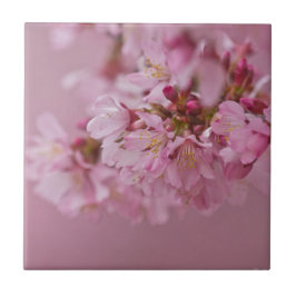 Azulejo De Cerâmica Sakura Cherry Blossoms Rosa Pálido Reflexões