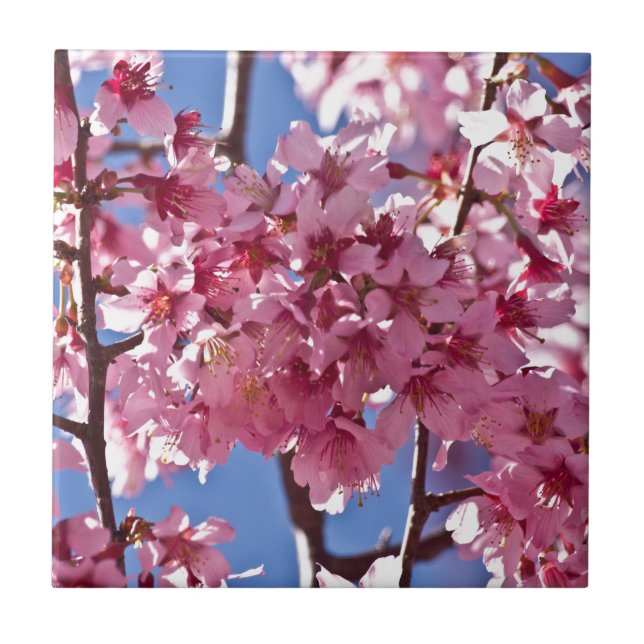 Azulejo De Cerâmica Sakura Flores de Cerejeira Estrelas Vermelhas (Frente)
