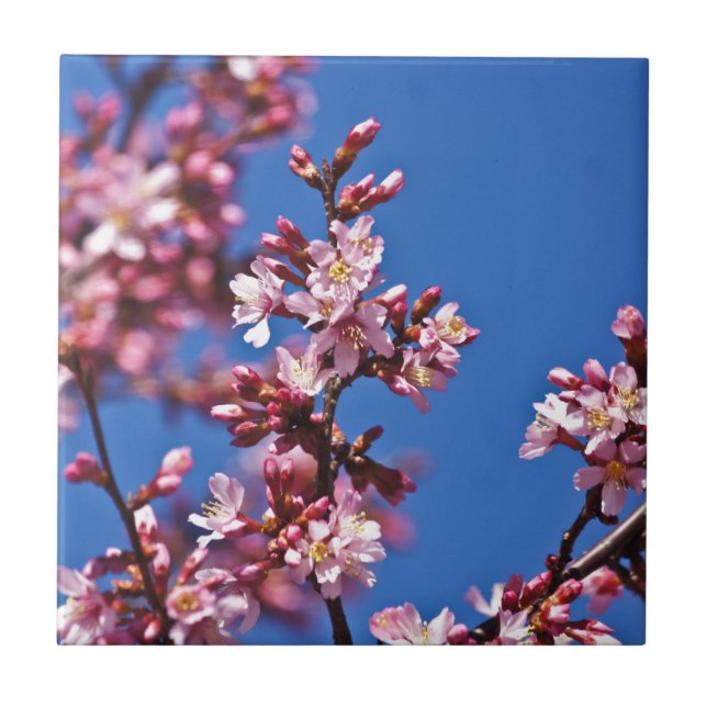 Azulejo De Cerâmica Sakura Flores de Cerejeira Tocando o Azul (Frente)