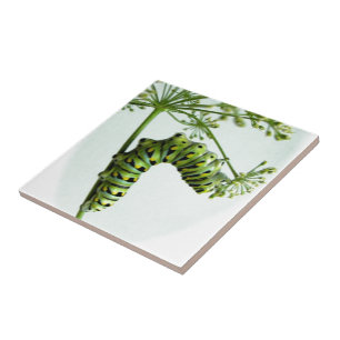 Azulejo De Cerâmica Sala de comida da lagarta-do-mato-preto