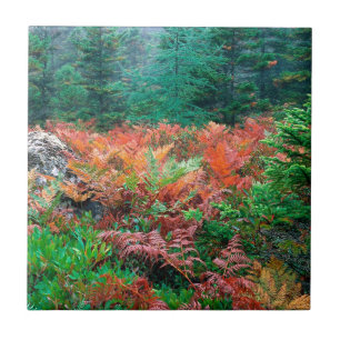 Azulejo De Cerâmica Samambaias coloridas da floresta no Acadia Maine