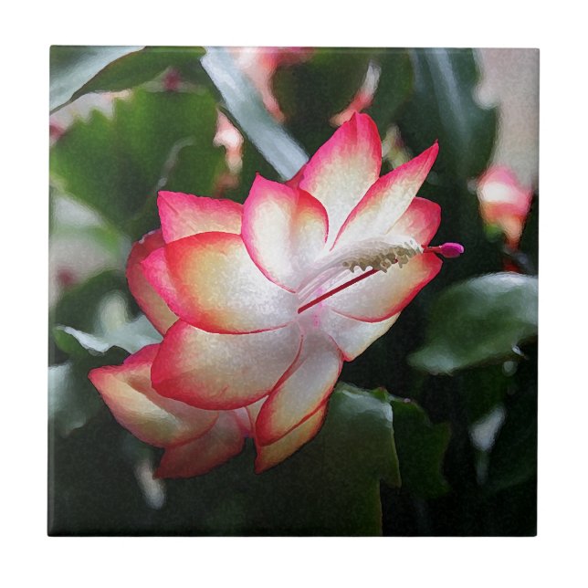 Azulejo De Cerâmica Samba Brazil do cacto de Natal ' (Frente)