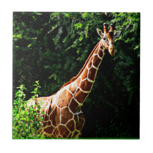 Azulejo De Cerâmica Samburu Giraffe