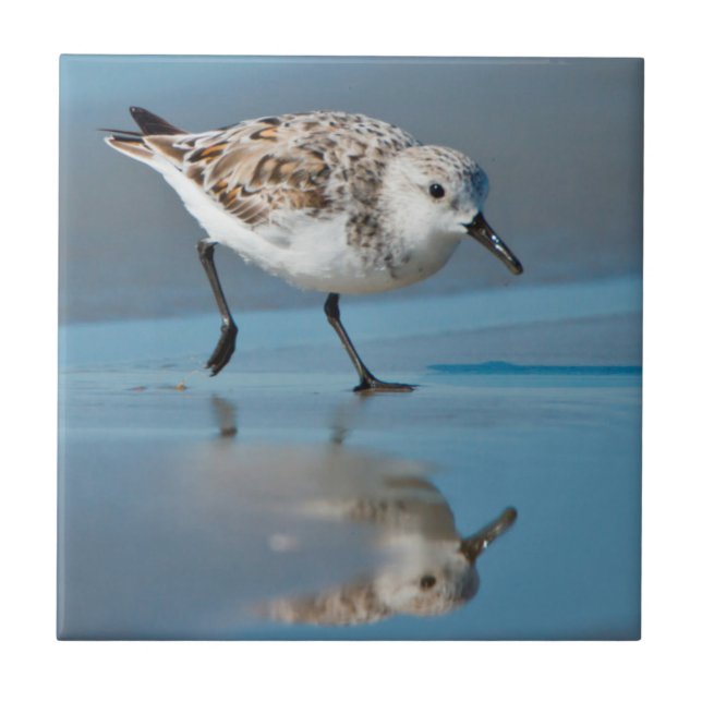 Azulejo De Cerâmica Sanderling (Calidris Albe) Alimentando-Se Em Praia (Frente)