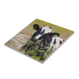 Azulejo De Cerâmica Santa Vaca! É um Holstein Frísia!