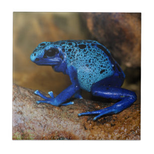 Azulejo De Cerâmica Sapo azul Dendrobates Azureus do dardo do veneno