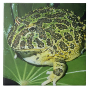 Azulejo De Cerâmica Sapo Cornudo Ornamentado, (Ceratophrys ornata),