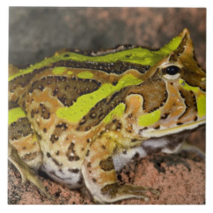 Azulejo De Cerâmica Sapo-de-chifre-brasileiro, Ceratophrys cornuta, Na