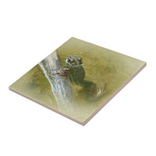 Azulejo De Cerâmica Sapo-Grande Americano - Rana catesbeiana