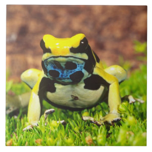 Azulejo De Cerâmica Sapo Venenoso Tingente, Dendrobates tinctorius,