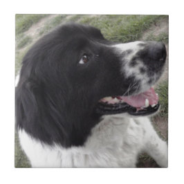 Azulejo De Cerâmica Sara Shepherd