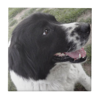 Azulejo De Cerâmica Sara Shepherd