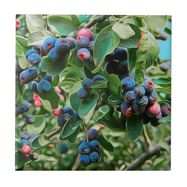 Azulejo De Cerâmica Saskatoon (Frente)