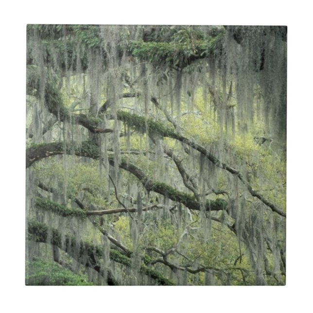 Azulejo De Cerâmica Savannah, Geórgia, árvore Live Oak coberta com (Frente)