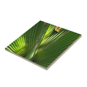 Azulejo De Cerâmica Saw Palmetto Foto Closeup