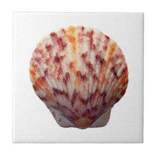 Azulejo De Cerâmica Scallop Shell da chita