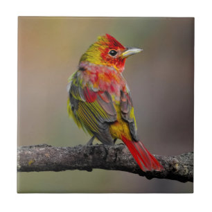 Azulejo De Cerâmica Scarlet Tanager Molting - Fotografia original