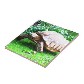 Azulejo De Cerâmica Schildi