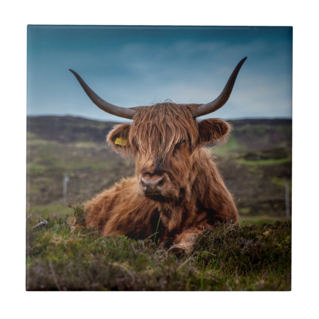 Azulejo De Cerâmica Scottish Highland Cow Longhorn Bull Rancher (Frente)