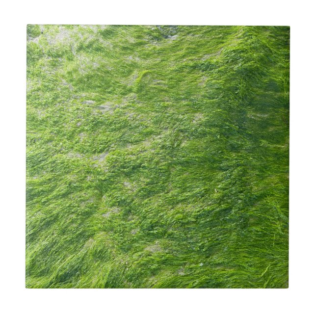 Azulejo De Cerâmica Sea Moss Green Nature Grass Beach NIMO (Frente)