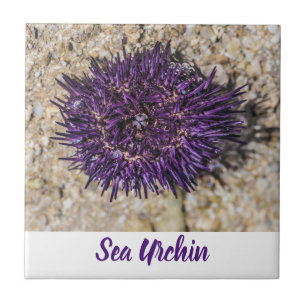 Azulejo De Cerâmica Sea Urchin Ocean Beach Holiday Summer Souvenir