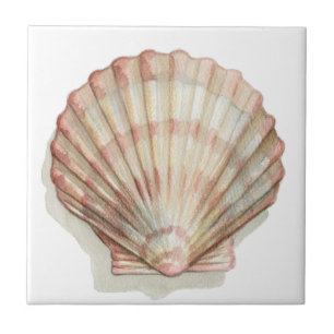 Azulejo De Cerâmica Seashell Rosa e Cream