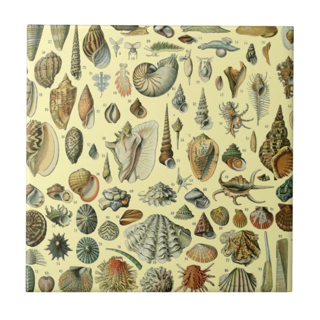 Azulejo De Cerâmica Seashell Shell Mollusk Clam Elegant Clam Art (Frente)