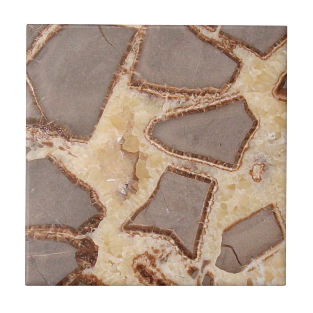 Azulejo De Cerâmica Seções Interessantes de Sepodule Cross - Section (Frente)