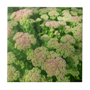 Azulejo De Cerâmica Sedum do "alegria outono "