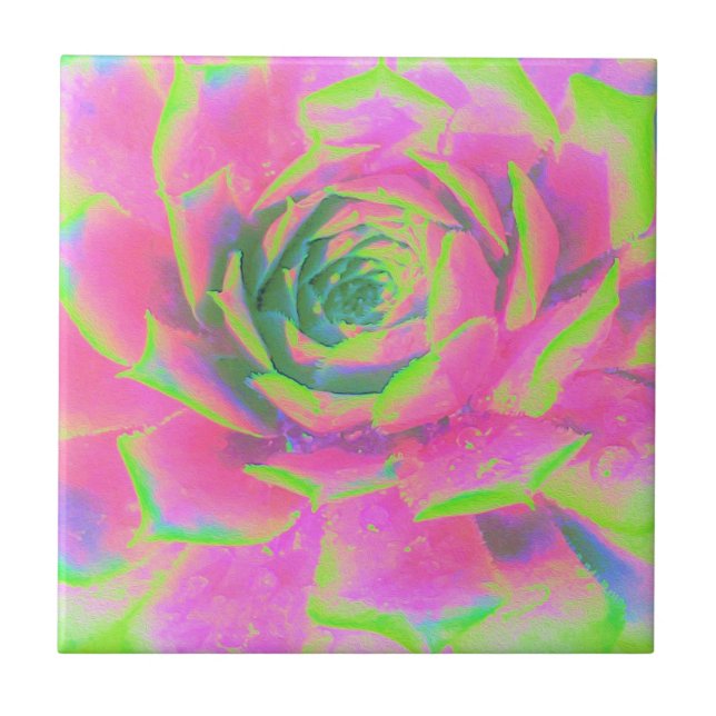 Azulejo De Cerâmica Sedum Rosette verde limão e Suculente Rosa (Frente)