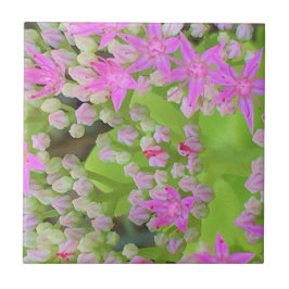 Azulejo De Cerâmica Sedum Suculto Rosa Quente com Folhas Verdes Inchad