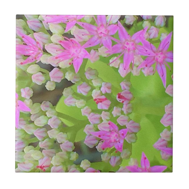 Azulejo De Cerâmica Sedum Suculto Rosa Quente com Folhas Verdes Inchad (Frente)
