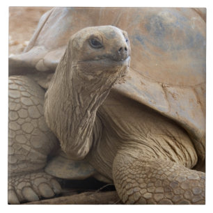 Azulejo De Cerâmica Seichelelle Aldabran
