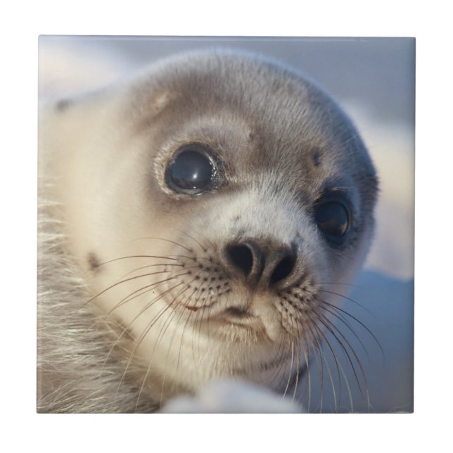 Azulejo De Cerâmica Selo de harpa novo (Frente)