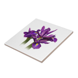 Azulejo De Cerâmica Sensação elegante do roxo da íris holandesa