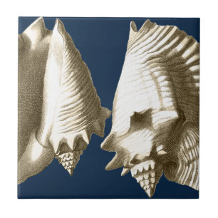 Azulejo De Cerâmica Sepia Conch Seashells